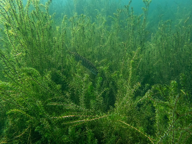 Professional diver removing hydrilla underwater