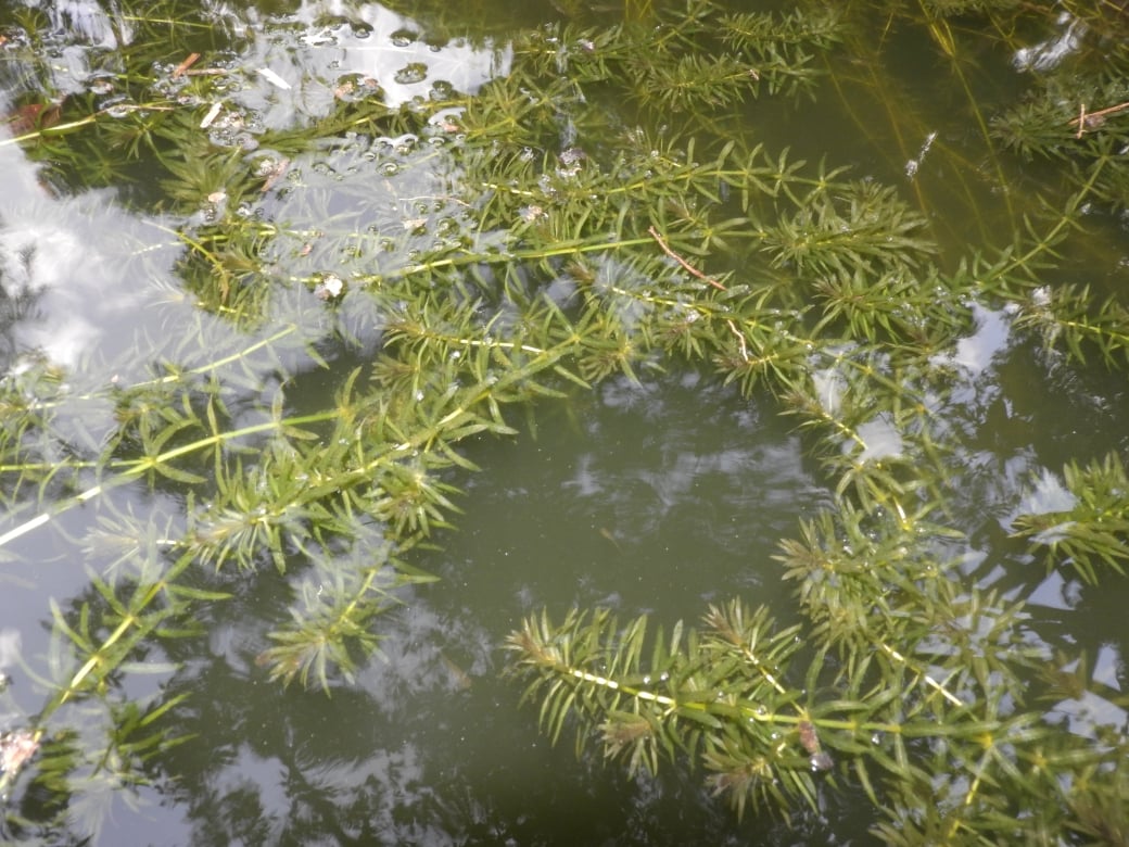 Dense hydrilla growth choking Austin lake waters